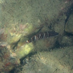 Serranus scriba
