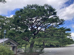 Pinus