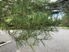 Pinus