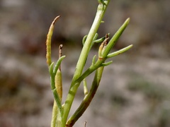 Senecio pinnatifolius