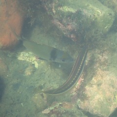 Diplodus vulgaris