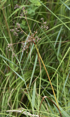 Scirpus expansus