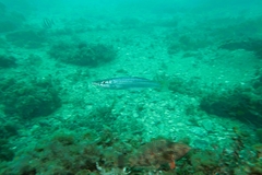 Dinolestes lewini