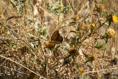 Argynnis pandora