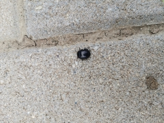 Chrysolina sturmi