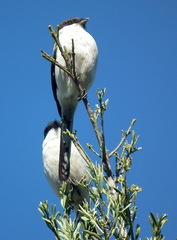 Lanius collaris collaris