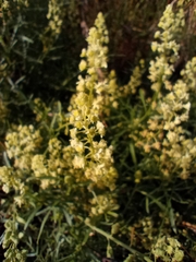 Reseda lutea