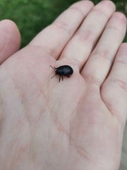 Chrysolina sturmi