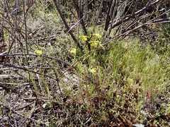 Senecio pinnatifolius