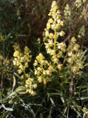 Reseda lutea