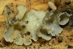 Calyptella