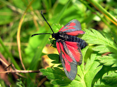 Zygaena