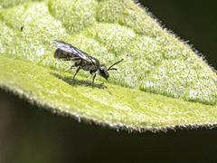 Lasioglossum viride