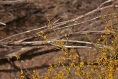 Acacia