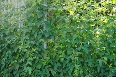 Glycine max soja