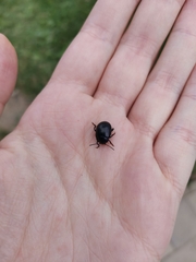 Chrysolina sturmi