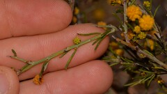 Acacia