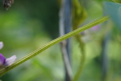 Glycine max soja