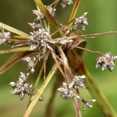 Scirpus expansus
