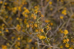 Acacia