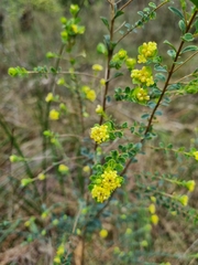 Pimelea flava