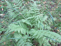 Thelypteris palustris