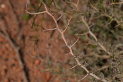 Acacia erinacea