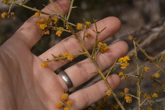 Acacia
