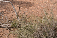 Acacia erinacea