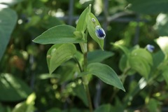 Commelina communis
