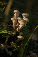 Armillaria mellea