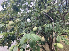 Pseudocydonia sinensis