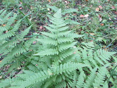 Thelypteris palustris