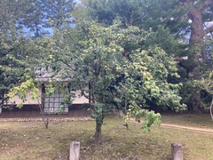 Pseudocydonia sinensis