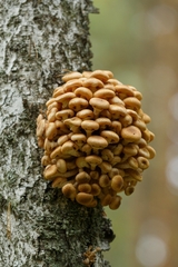 Armillaria mellea