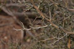 Acacia erinacea