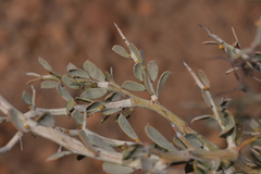 Acacia erinacea