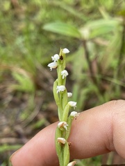 Peristylus intrudens