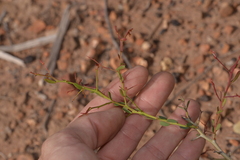 Acacia erinacea