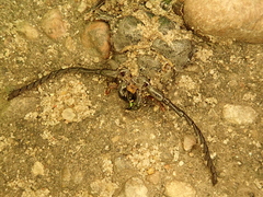 Prionus coriarius
