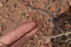 Acacia erinacea
