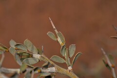 Acacia erinacea