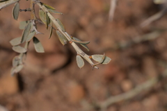 Acacia erinacea