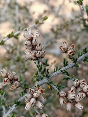 Cryptandra magniflora