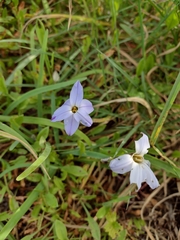 Ipheion uniflorum