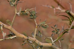 Acacia erinacea