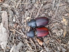 Lucanus cervus