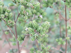 Origanum