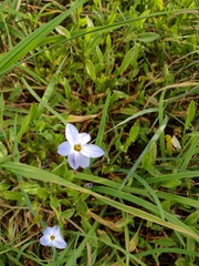 Ipheion uniflorum
