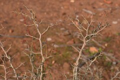 Acacia erinacea